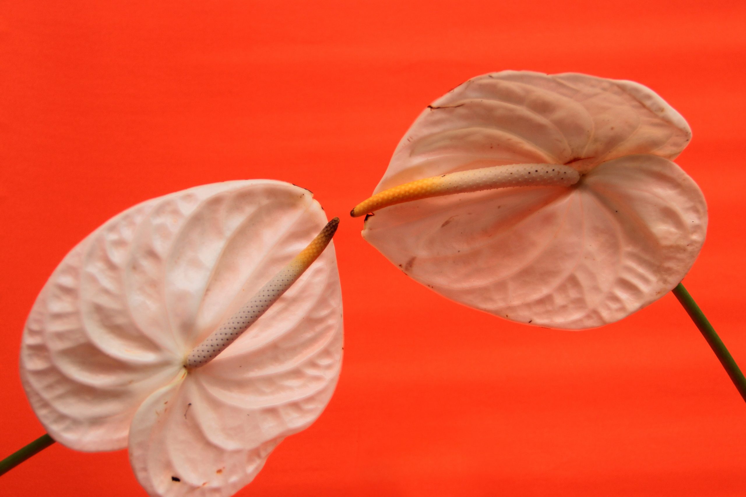 white and brown flower petals on red background