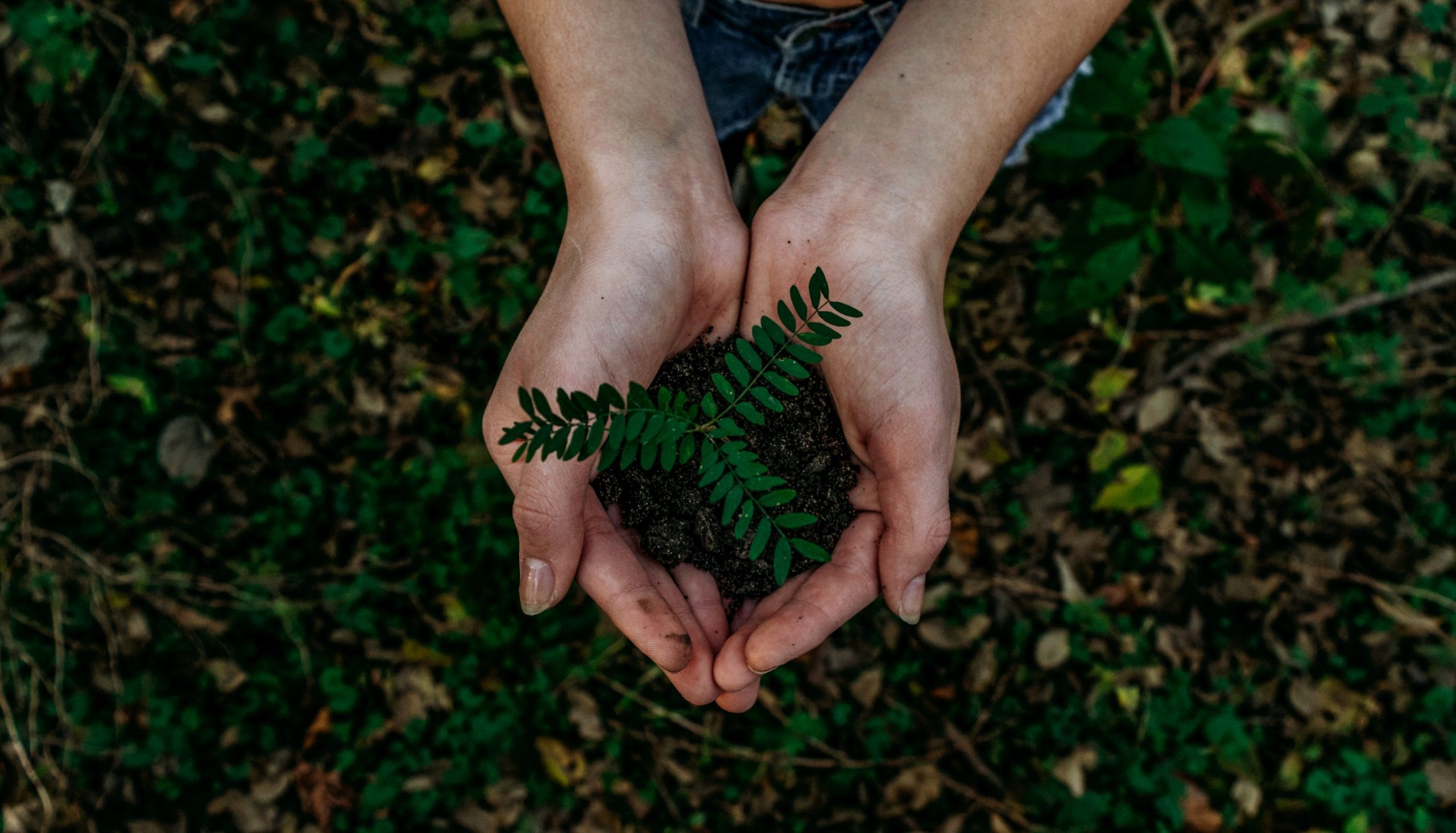 person holding green plant with soil in their hands